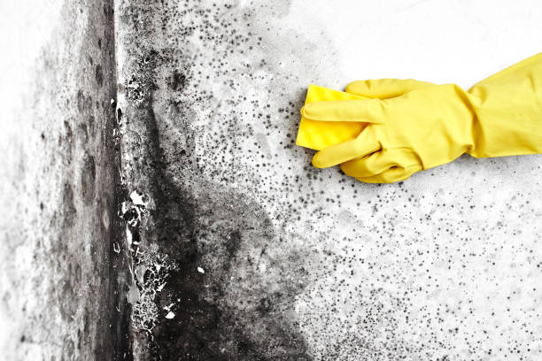 Attic Mold Removal in Princeton, KY