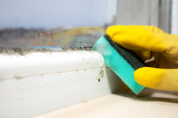 Crawl Space Mold Removal in Princeton, KY