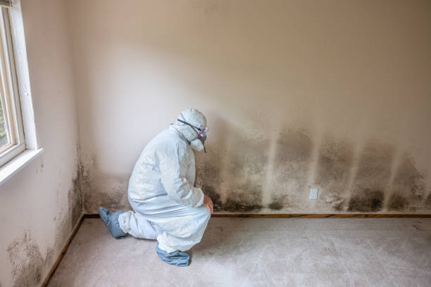 Best Commercial Mold Removal  in Princeton, KY